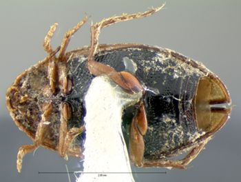 Media type: image;   Entomology 5996 Aspect: habitus ventral view